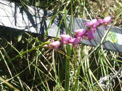 Disperis tysonii