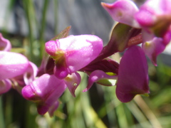 Disperis tysonii