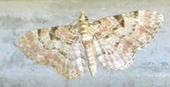 Eupithecia abietaria