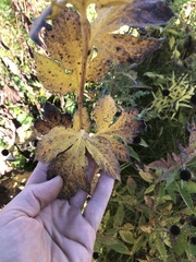 Rudbeckia laciniata