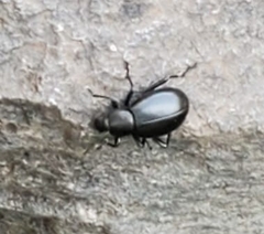Tenebrionidae