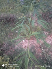 Prosopis juliflora