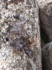 Umbilicaria polyphylla