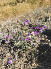 Dieteria canescens