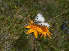 Parnassius phoebus