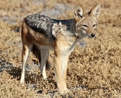 Lupulella mesomelas mesomelas