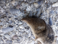 Sorex vagrans