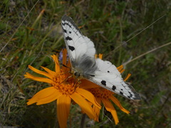 Parnassius phoebus