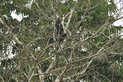Trachypithecus cristatus