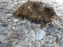 Sorex vagrans