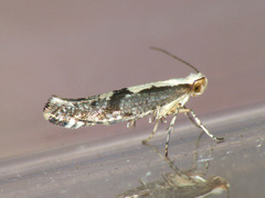 Argyresthia conjugella