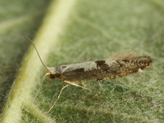 Argyresthia conjugella