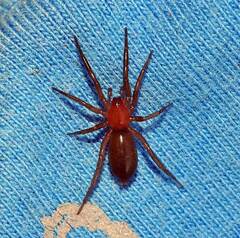 Gnaphosidae