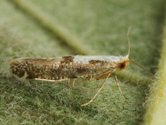 Argyresthia conjugella