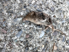 Sorex vagrans