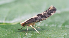 Argyresthia conjugella