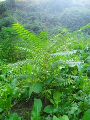 Ailanthus altissima