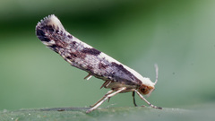 Argyresthia conjugella