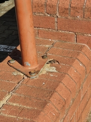 Trachylepis punctatissima