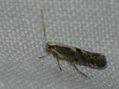Argyresthia conjugella