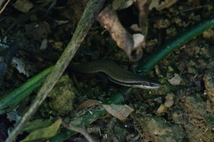 Eutropis rudis