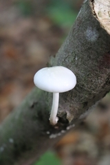 Oudemansiella australis