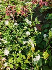 Ageratina altissima