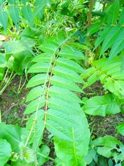 Ailanthus altissima