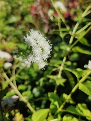 Ageratina altissima