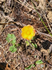 Modiolastrum malvifolium