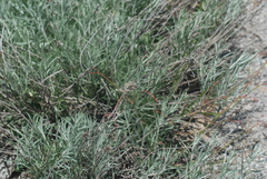 Artemisia cana