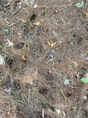 Rodentia