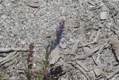 Penstemon speciosus