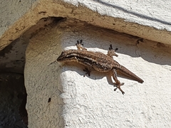 Lygodactylus capensis