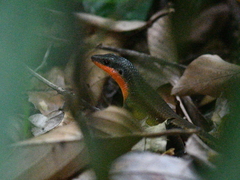 Eutropis