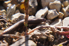 Ommatoiulus sabulosus