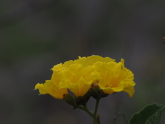 Cordia lutea