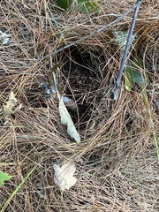 Rodentia