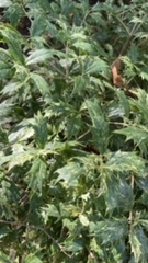 Osmanthus heterophyllus