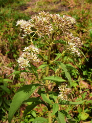Austroeupatorium