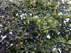 Campylopus atrovirens