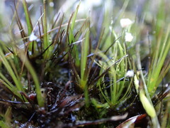 Campylopus atrovirens