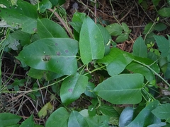 Araujia sericifera