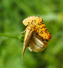 Chrysoecia atrolinea