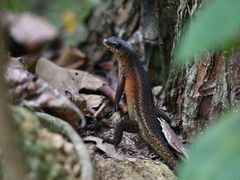 Eutropis