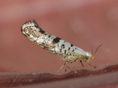 Argyresthia curvella