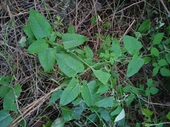 Araujia sericifera