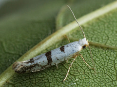 Argyresthia curvella
