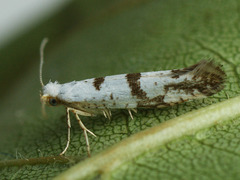 Argyresthia curvella