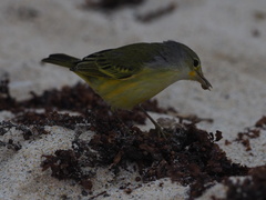 Setophaga petechia aureola